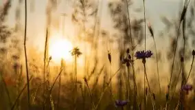 Niegocin migoczący w zachodzącym słońcu - zdjęcie 2