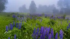 Mazurski poranek we mgle - zdjęcie 11