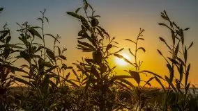 Zachód słońca, Skłodowo i jezioro Mamry - zdjęcie 20