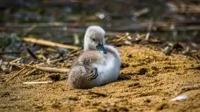 Czerwcowe Mazury na zdjęciach Stanisława Sielewicza - zdjęcie 10