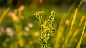 Zachód słońca, plaża Bogacko, jezioro Dejguny - zdjęcie 29