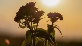 Zachód Słońca nad kanałem Jeglińskim - zdjęcie 6