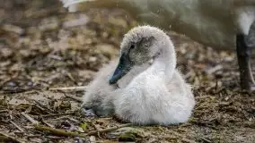 Miłośnicy Mazur - fotografie Stanisława Sielewicza - zdjęcie 8