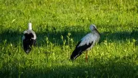Miłośnicy Mazur - fotografie Stanisława Sielewicza - zdjęcie 11