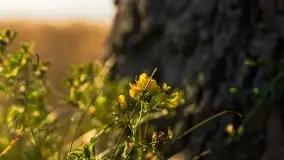 Zachody słońca na Mazurach, lipiec 2020 - zdjęcie 37