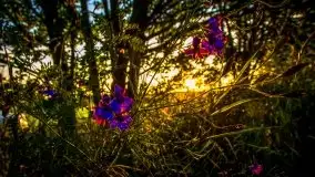 Lipcowe Mazury według Staszka Sielewicza - zdjęcie 20