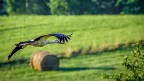 Lipcowe Mazury według Staszka Sielewicza - zdjęcie 23