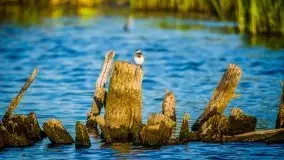 Lipcowe Mazury według Staszka Sielewicza - zdjęcie 34