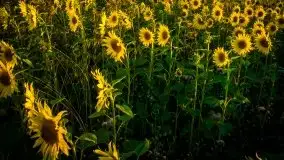 Mazurskie słońce i... słoneczniki, sierpień 2020 r. - zdjęcie 3