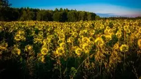 Mazurskie słońce i... słoneczniki, sierpień 2020 r. - zdjęcie 5