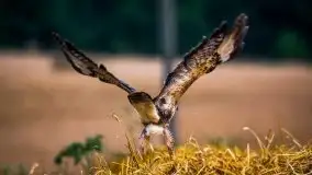 Piękno letnich, sierpniowych Mazur - zdjęcie 3