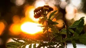 Zachód słońca nad jeziorem Kisajno - zdjęcie 36