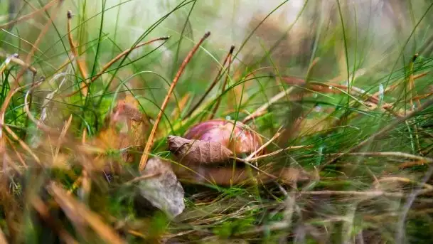 Mazurski las... i grzyby, początek września 2020 r. - zdjęcie 11
