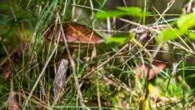 Mazurski las... i grzyby, początek września 2020 r. - zdjęcie 18