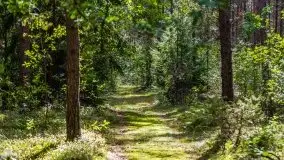 Mazurski las... i grzyby, początek września 2020 r. - zdjęcie 19