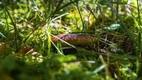 Mazurski las... i grzyby, początek września 2020 r. - zdjęcie 21