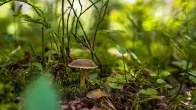 Mazurski las... i grzyby, początek września 2020 r. - zdjęcie 42