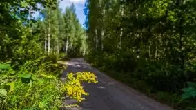 Mazurski las... i grzyby, początek września 2020 r. - zdjęcie 30