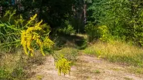 Mazurski las... i grzyby, początek września 2020 r. - zdjęcie 41