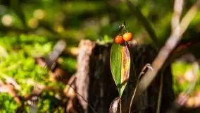 Mazurski las... i grzyby, początek września 2020 r. - zdjęcie 34