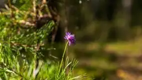 Mazurski las... i grzyby, początek września 2020 r. - zdjęcie 45