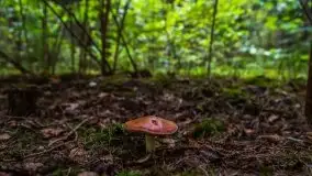 Mazurski las... i grzyby, początek września 2020 r. - zdjęcie 54