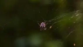 Mazurski las... i grzyby, początek września 2020 r. - zdjęcie 51