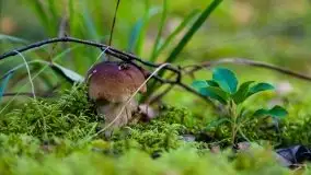 Mazurski las... i grzyby, początek września 2020 r. - zdjęcie 61