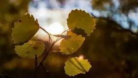 Zachód słońca widziany w zaroślach nad Niegocinem - zdjęcie 17