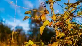 Zachód słońca widziany w zaroślach nad Niegocinem - zdjęcie 19