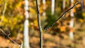 Jesienny, Mazurski las w okolicach Pieczarek - zdjęcie 5