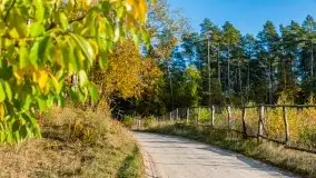 Jesienny, Mazurski las w okolicach Pieczarek - zdjęcie 6