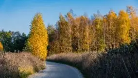 Jesienny, Mazurski las w okolicach Pieczarek - zdjęcie 8