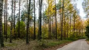 Jesienny, Mazurski las w okolicach Pieczarek - zdjęcie 41