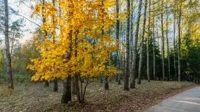 Jesienny, Mazurski las w okolicach Pieczarek - zdjęcie 42