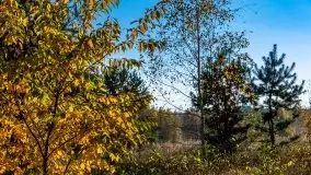 Jesienny, Mazurski las w okolicach Pieczarek - zdjęcie 22