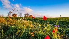 Zachód słońca niedaleko Lipowego Dworu - zdjęcie 28