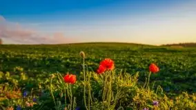 Zachód słońca niedaleko Lipowego Dworu - zdjęcie 31