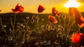 Zachód słońca niedaleko Lipowego Dworu - zdjęcie 32