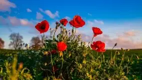 Zachód słońca niedaleko Lipowego Dworu - zdjęcie 33