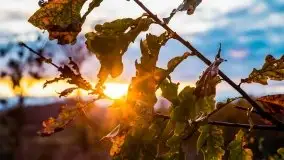 Jesień w okolicach jeziora Okrągłe, listopad 2020 - zdjęcie 17