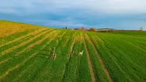 Mazurskie sarny złapane z lotu ptaka, listopad 2020 r. - zdjęcie 5