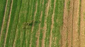 Mazurskie sarny złapane z lotu ptaka, listopad 2020 r. - zdjęcie 13