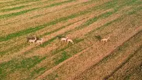 Mazurskie sarny złapane z lotu ptaka, listopad 2020 r. - zdjęcie 15