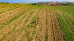 Mazurskie sarny złapane z lotu ptaka, listopad 2020 r. - zdjęcie 20