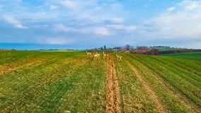 Mazurskie sarny złapane z lotu ptaka, listopad 2020 r. - zdjęcie 7