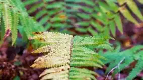 Las miejski w Giżycku, listopad 2020 r. - zdjęcie 23