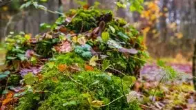 Las miejski w Giżycku, listopad 2020 r. - zdjęcie 29