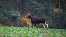 Jesienne Mazury na zdjęciach Staszka Sielewicza - zdjęcie 17