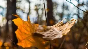 Leśne klimaty w okolicach Wydmin - zdjęcie 2